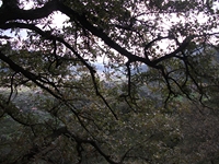 cantara gurne23122011 196